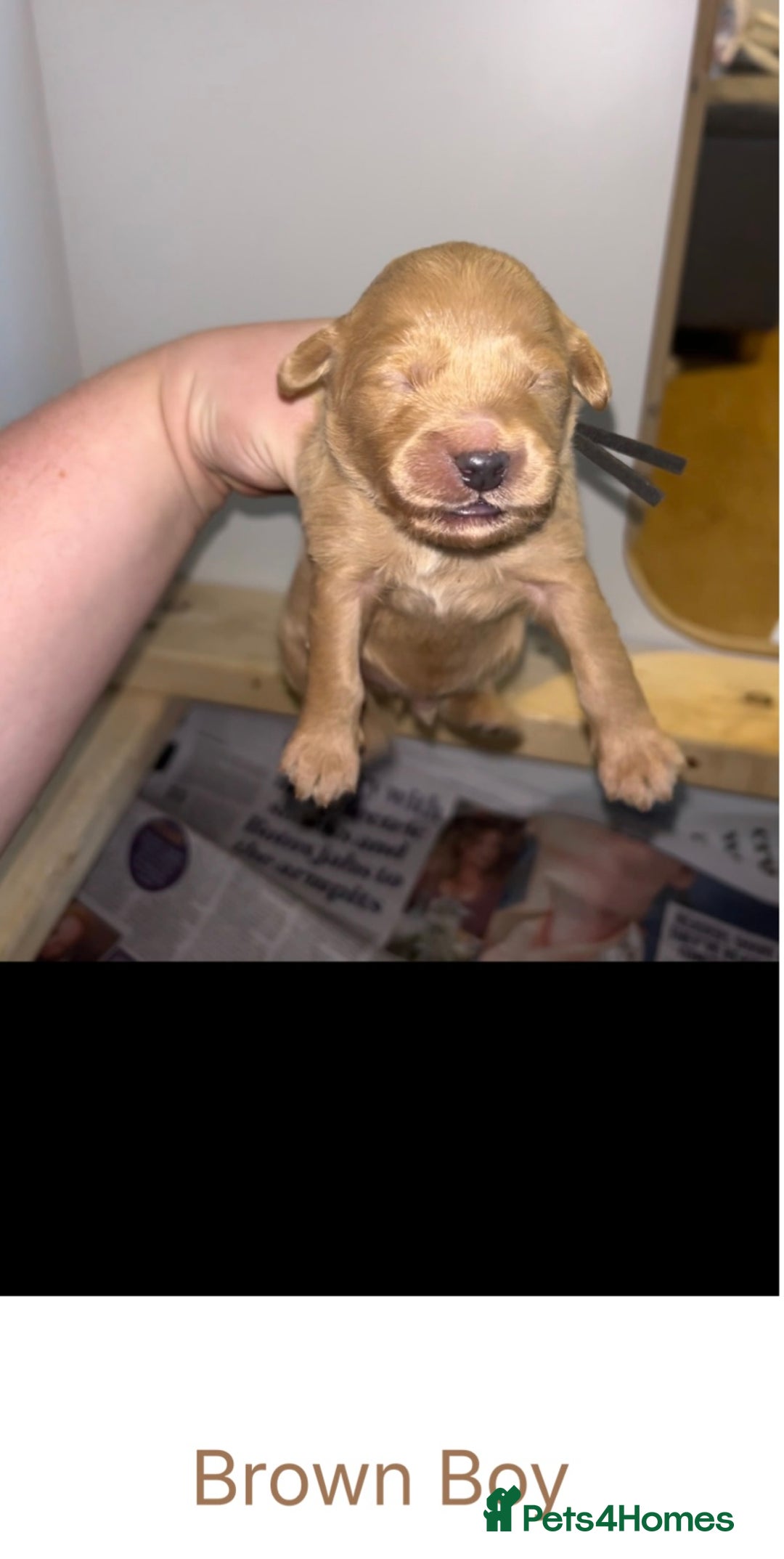 Goldendoodle dogs for sale: F1 mini Goldendoodles - Advert 10