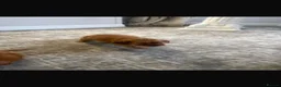 Cavalier King Charles Spaniel dogs for sale: King Charles carvlers  - Advert 4