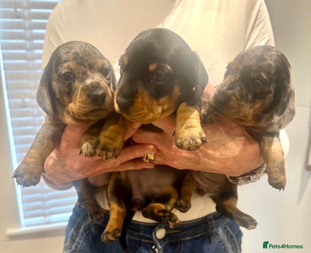 Miniature Dachshund dogs for sale: Miniature Kc registered dachshunds PRA clear  - Advert 1