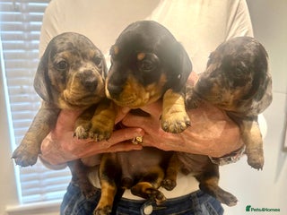 Miniature Dachshund dogs Miniature Kc registered dachshunds PRA clear - Advert 8