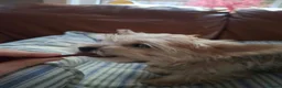 Yorkshire Terrier dogs for sale: Yorkshire Terrier 3 BEAUTIFUL GIRLS AVAILABLE 🐾💗 - Advert 8