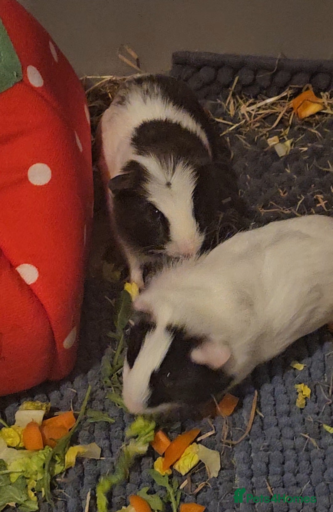 Guinea Pig rodents 2 male guinea pigs  - Advert 11