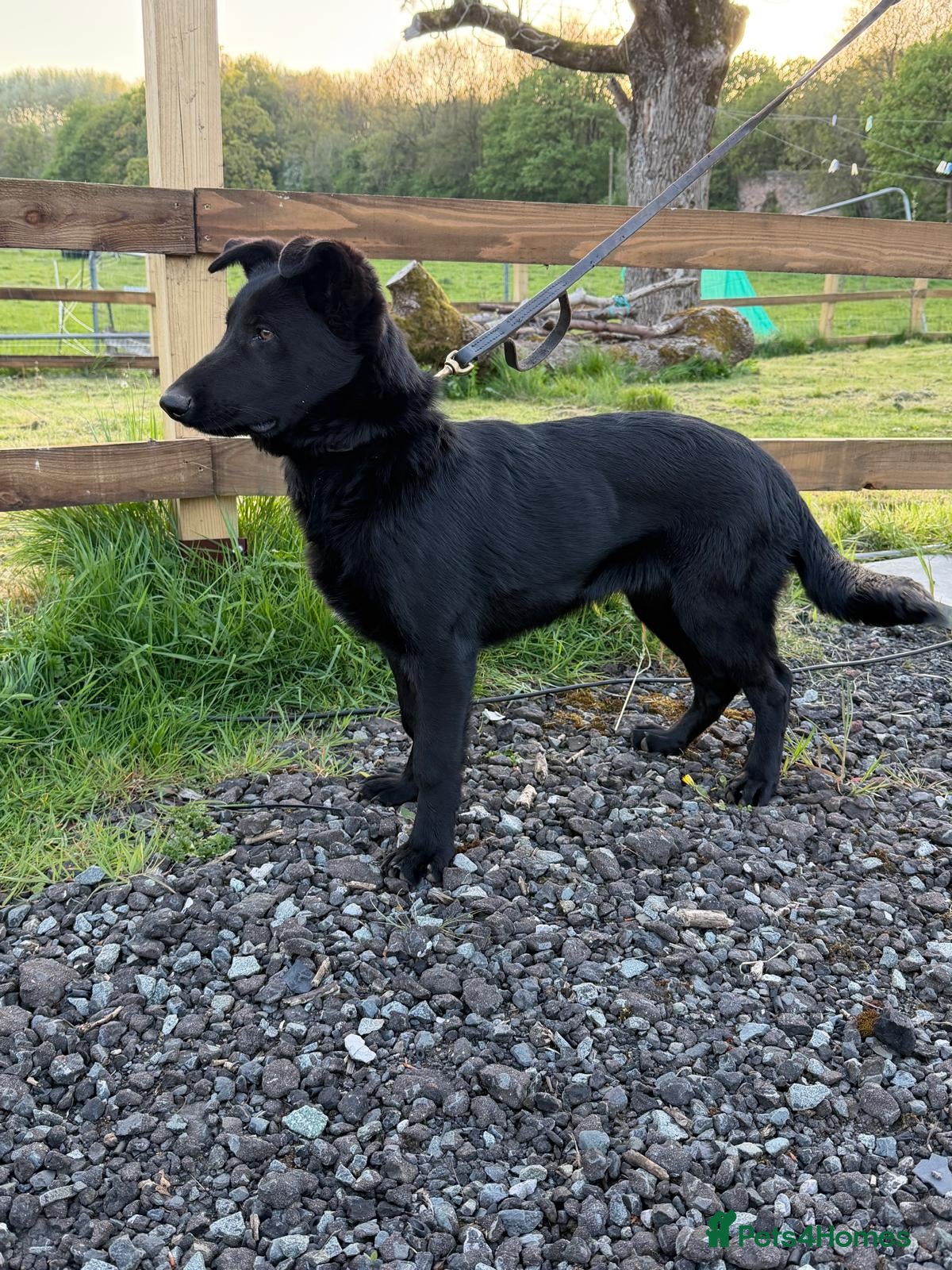 German Shepherd dogs Beautiful Black DDR LINE KC Reg German Shepherd - Advert 2