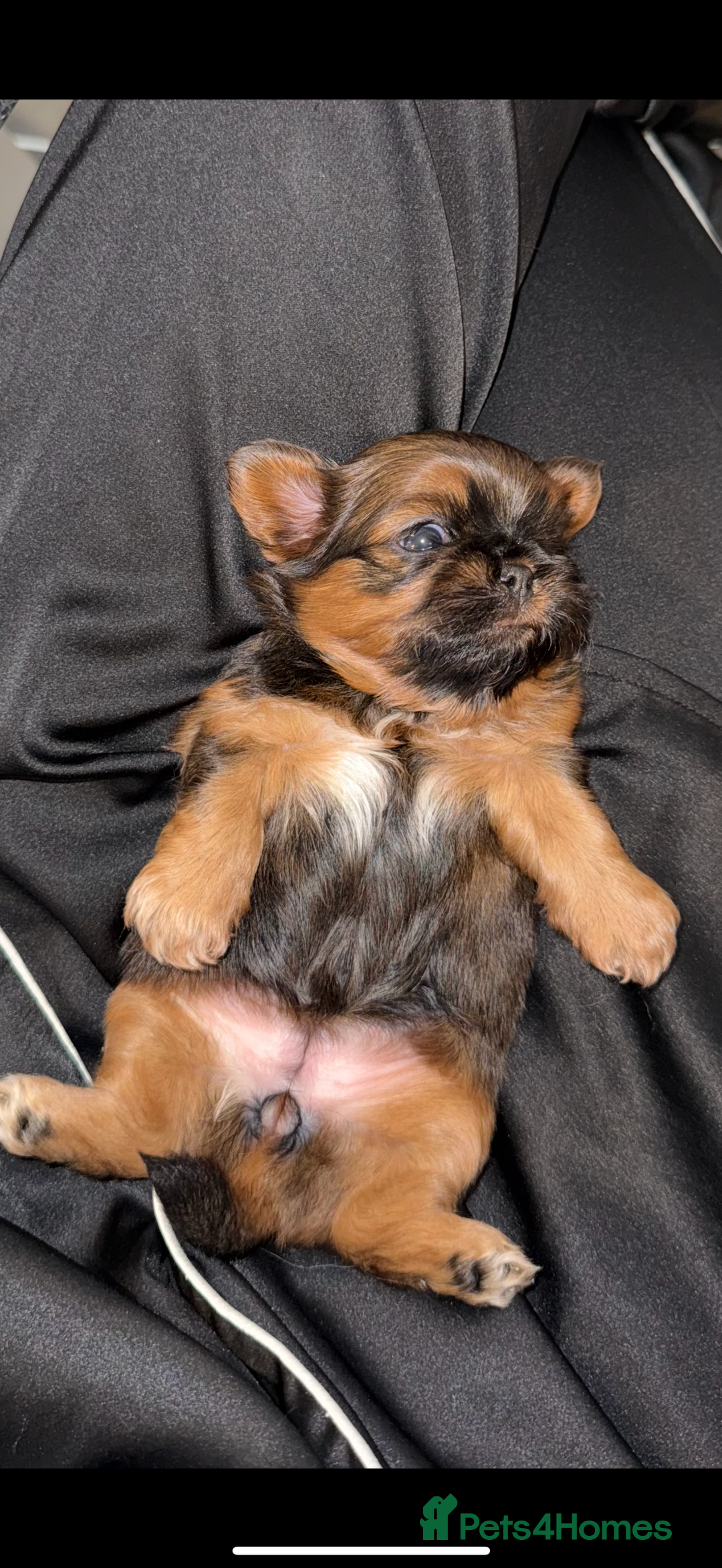 Shih Tzu dogs for sale: Tiny Luxury Imperials Philippines Lines  - Advert 11