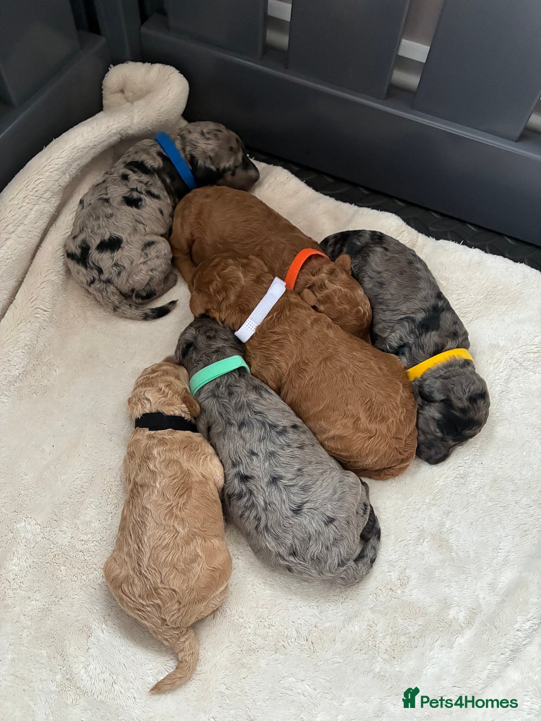 Mini Goldendoodle dogs for sale: Stunning Mini Goldendoodles - Advert 5