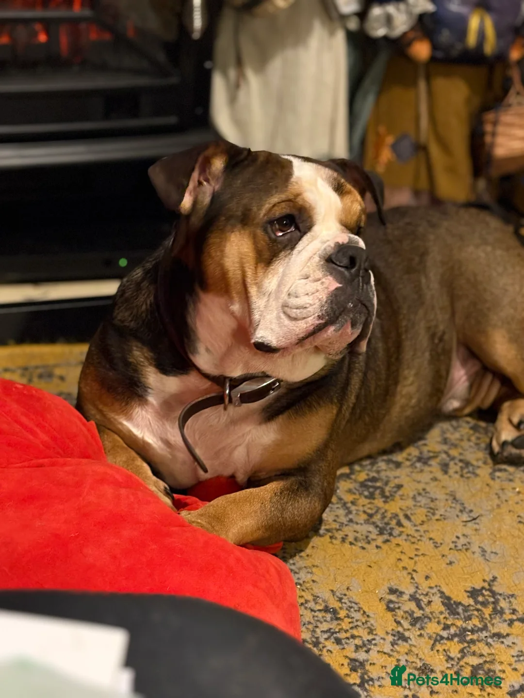 Mixed Breed dogs for sale: English French bulldog x 3-4yrs - Advert 2