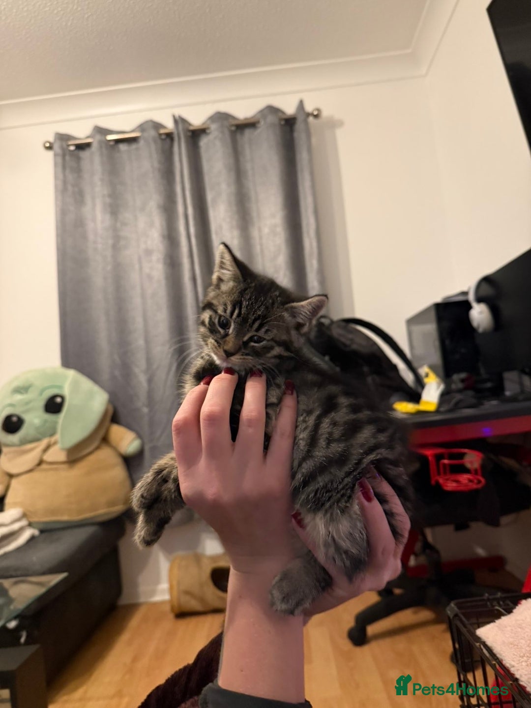 Mixed Breed cats for sale: Kittens for sale - Advert 2