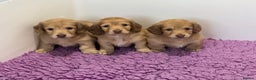 Miniature Dachshund dogs for sale: Miniature long hair English cream dachshunds  - Advert 4