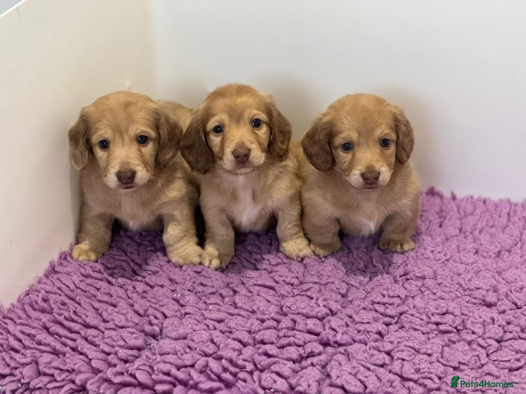 Miniature Dachshund dogs for sale: Miniature long hair English cream dachshunds  - Advert 4