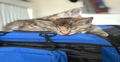 Maine Coon cats - Advert 5
