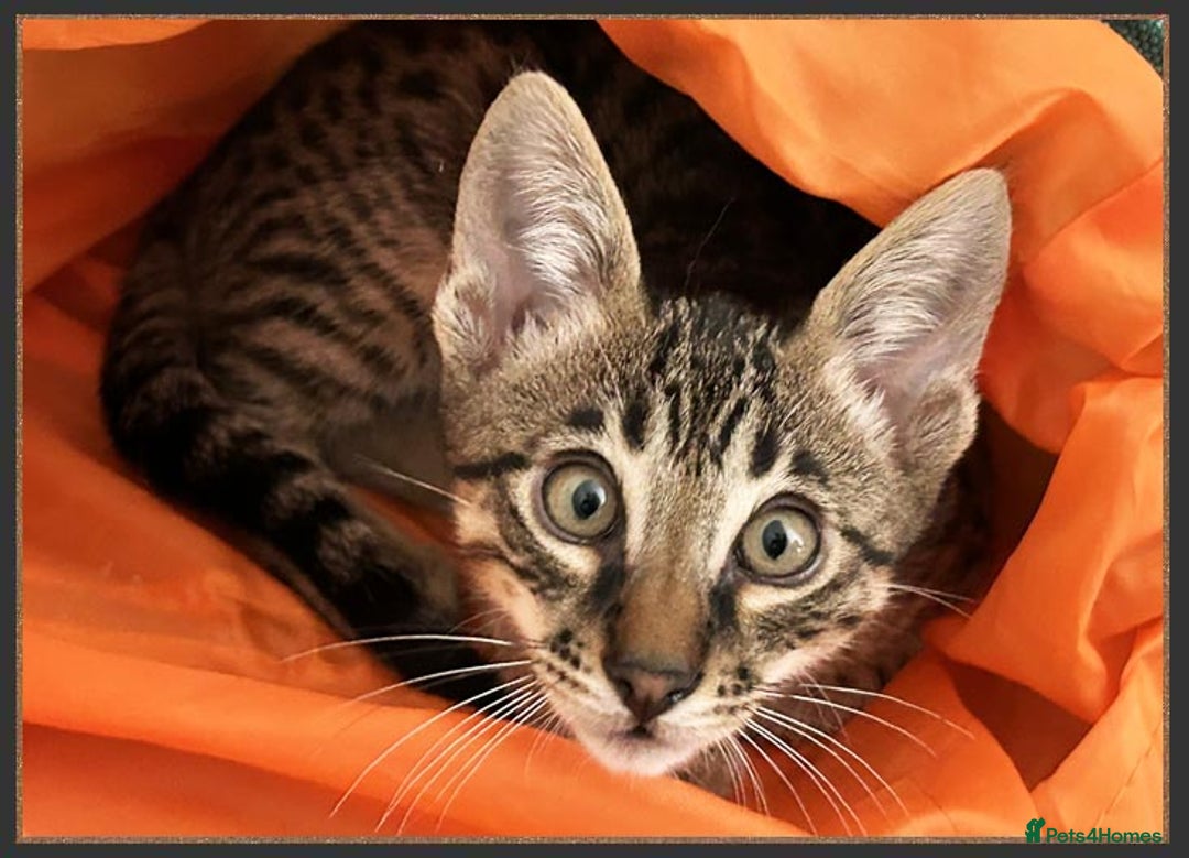Savannah cats for sale: Super affectionate F6 SBT Savannah boy - Advert 17