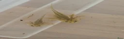 Axolotl reptiles for sale: Axolotl's for sale in Brampton - Advert 6