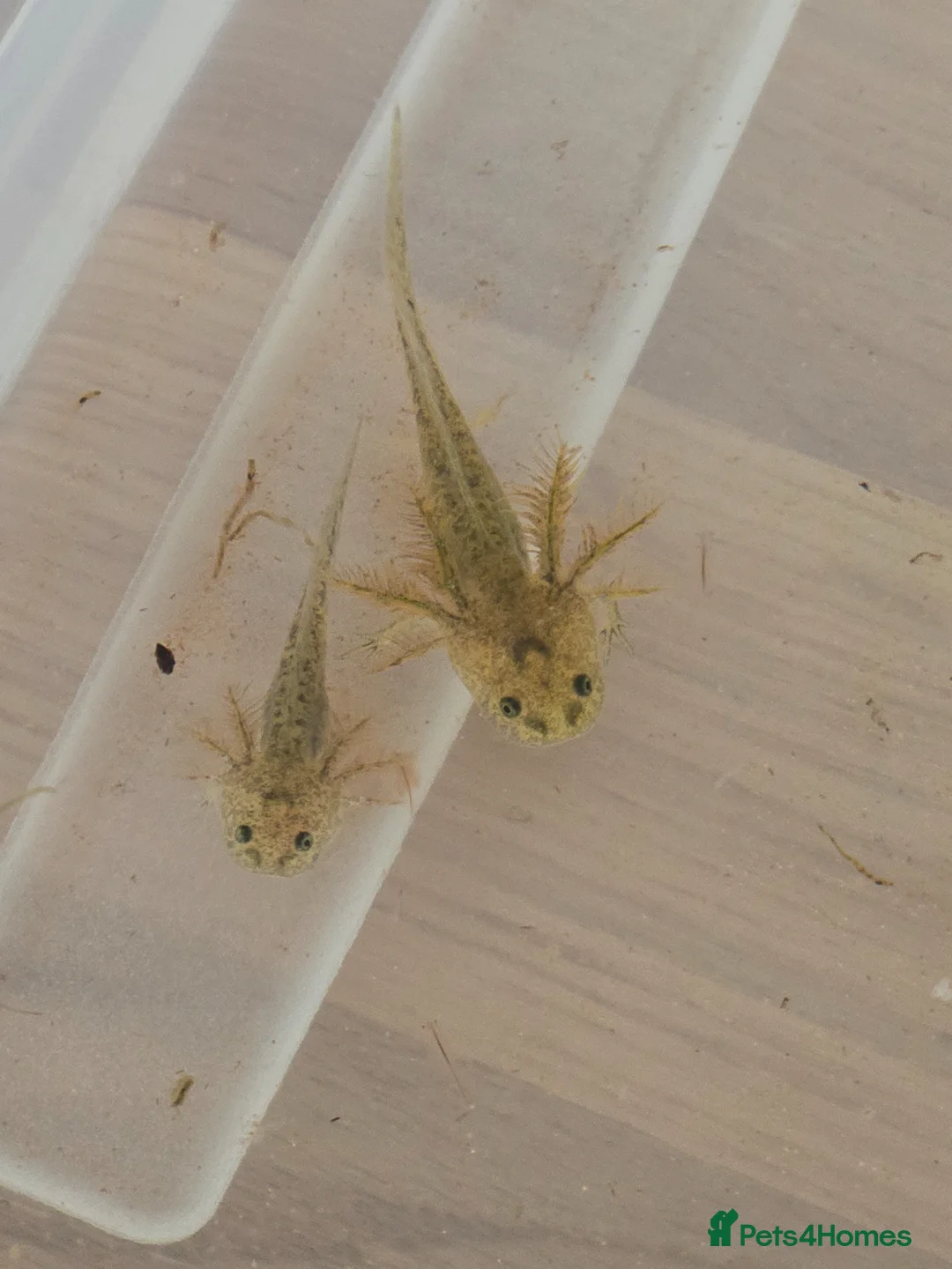 Axolotl reptiles for sale: Axolotl's for sale in Brampton - Advert 6