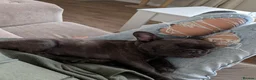 French Bulldog dogs for sale: French bulldog  - Advert 7