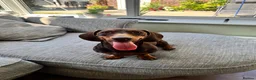 Miniature Dachshund dogs for sale: 2 MINIATURE DACHSHUND FOR REHOMING - Advert 7
