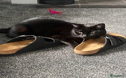 Ragdoll cats for sale: Ragdoll X British Shorthair Black Cat 🐈‍⬛  - Image 9