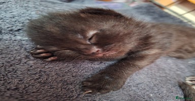 Domestic Shorthair cats - Advert 7