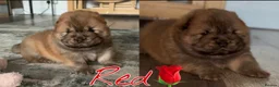 Chow Chow dogs for sale: Chow chow puppies  - Advert 11