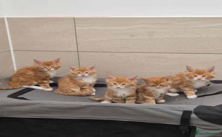 Maine Coon cats - Advert 4