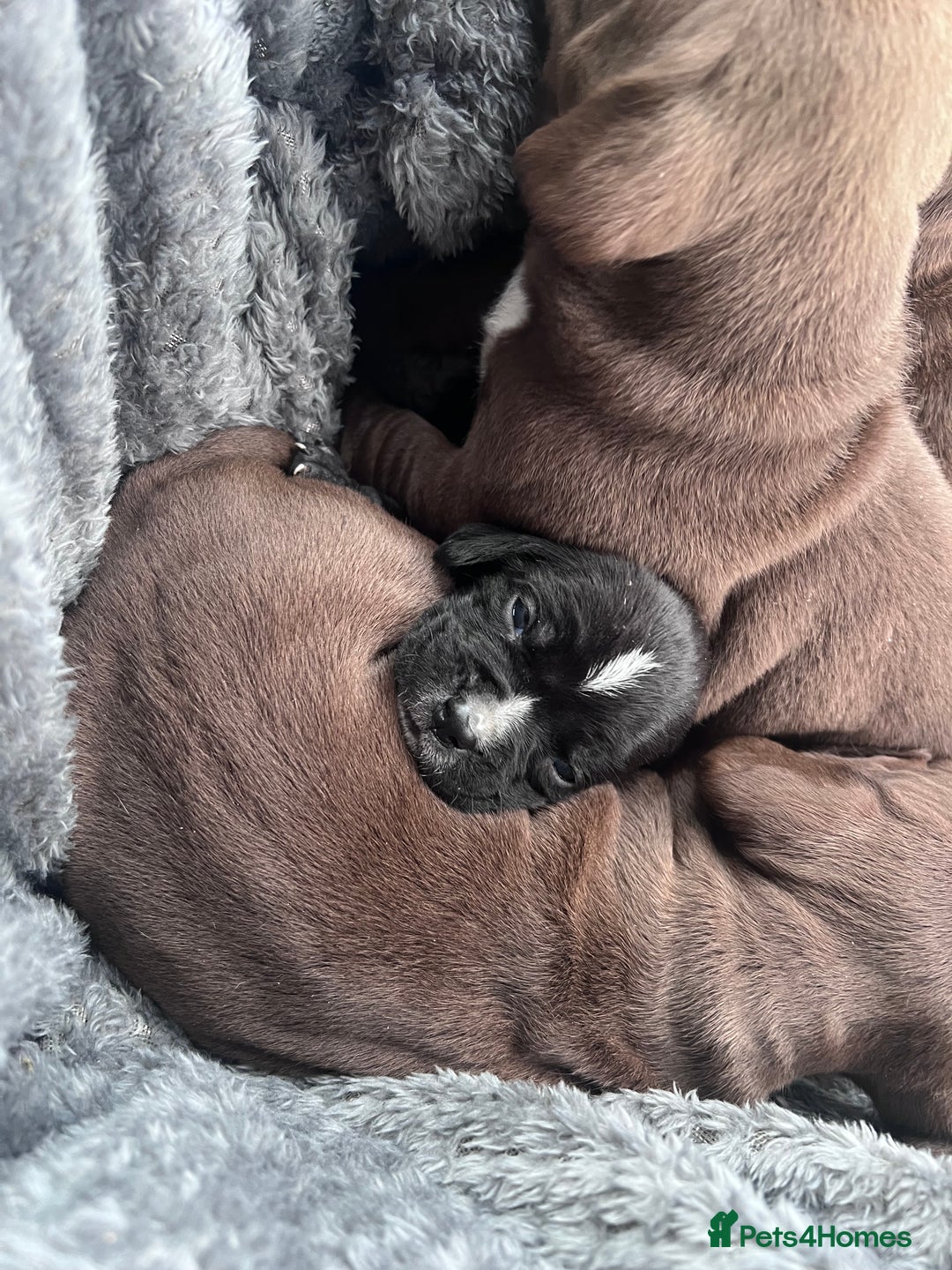 Mixed Breed dogs for sale: Staffy cross cocker spaniel puppies  - Advert 6