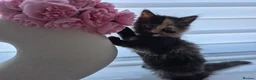 Mixed Breed cats for sale: Fluffy Cuddly Kittens  in Daventry - Advert 2