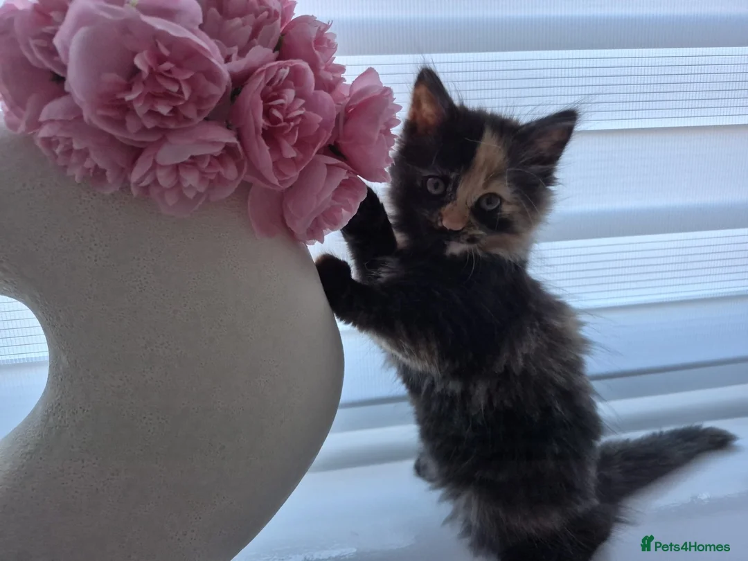 Mixed Breed cats for sale: Fluffy Cuddly Kittens  in Daventry - Advert 2