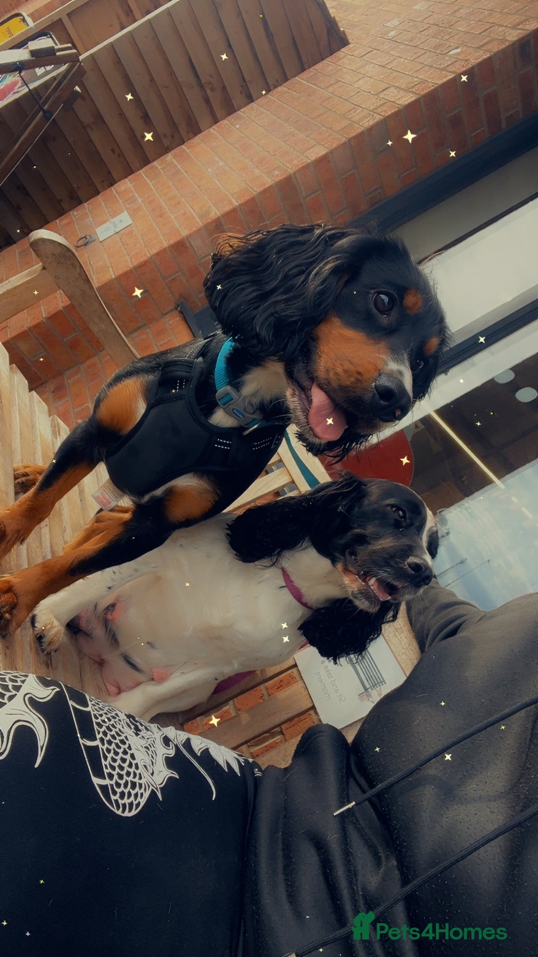 Cocker Spaniel dogs for sale: Looking for an active home  - Advert 5