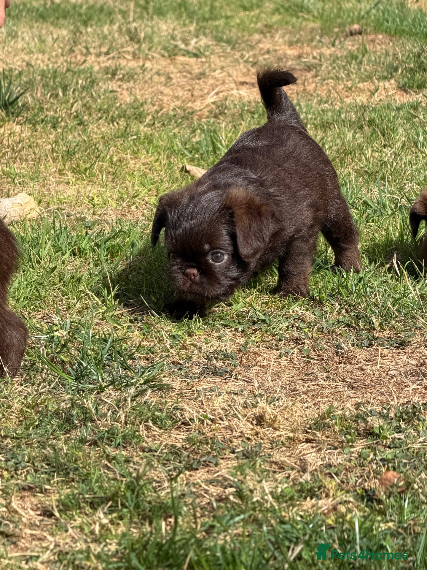 Griffon Bruxellois dogs 5 Gorgeous Chocolate Griffons  - Advert 2