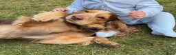 Cocker Spaniel dogs for sale: Red & golden cocker spaniel puppies 🐶 ❤️ - Advert 3