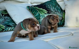 English Bulldog dogs for sale: Champion Bloodlines KC British Bulldogs - Image 21