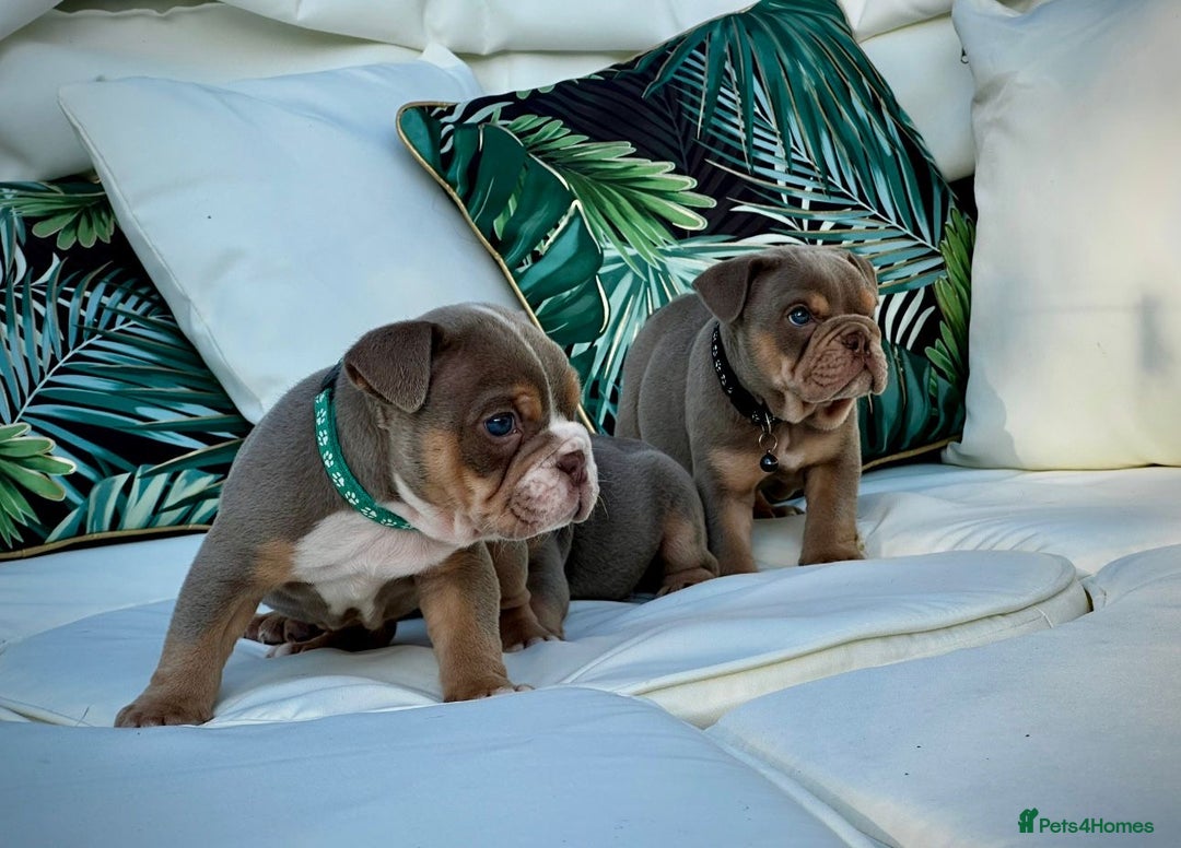 English Bulldog dogs for sale: Champion Bloodlines KC British Bulldogs - Image 21