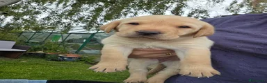 Labrador Retriever 3