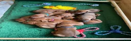 Rhodesian Ridgeback dogs for sale: Stunning Rhodesian Ridgebacks from Champion Lines - Advert 5