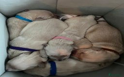 Golden Retriever dogs for sale: Beautiful KC Golden Retriever Babies  - Image 12