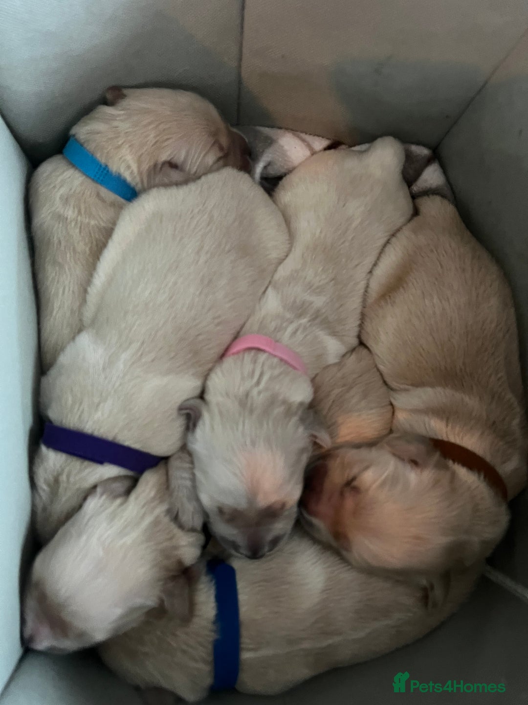 Golden Retriever dogs for sale: Beautiful KC Golden Retriever Babies  - Image 12