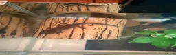 Axolotl reptiles for sale: Black axolotl in Kingston upon Thames - Advert 2