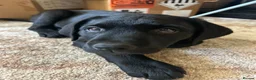 Labrador Retriever dogs for sale: Labrador Retriever Puppies  - Advert 2