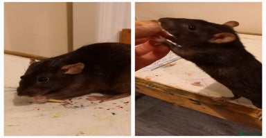 Rat rodents - Advert 14