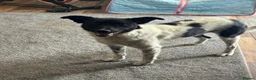 Mixed Breed dogs for adoption: Sweet Pepita looking for True Love  - Advert 5