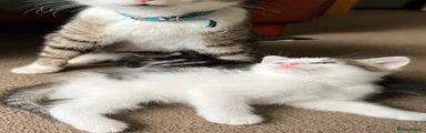  Kitten 3