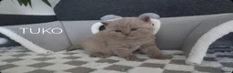 British Shorthair cats for sale: Meet the boys, Tuko, Rio & blu - Advert 5