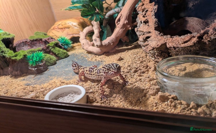 Leopard Gecko reptiles for sale - Advert 1
