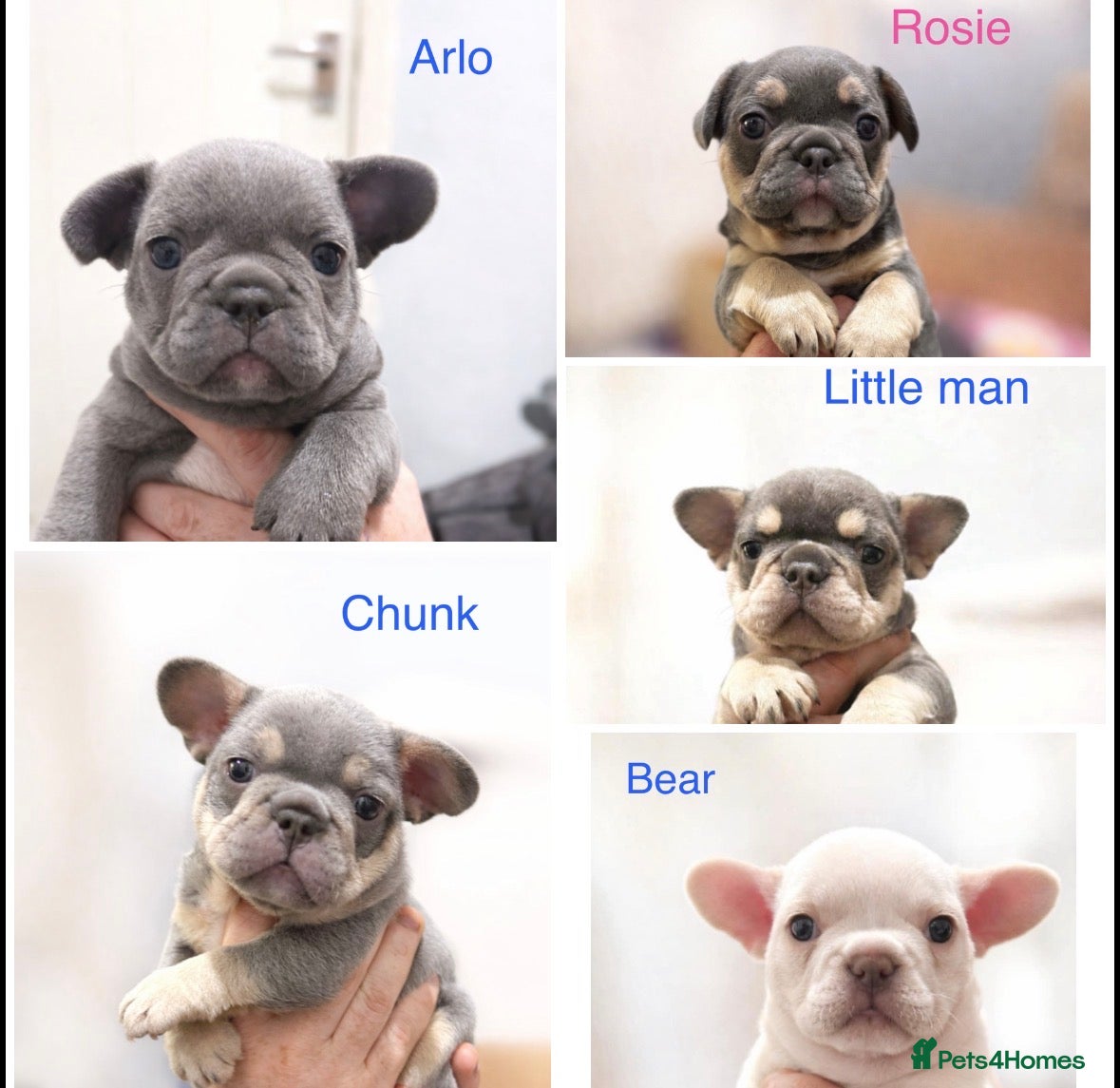 French Bulldog dogs French bulldog puppies - Advert 1