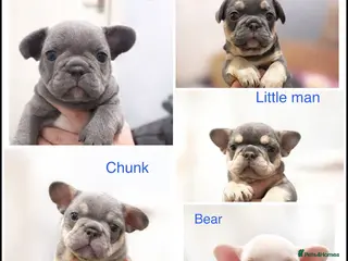 French Bulldog dogs French bulldog puppies - Advert 5
