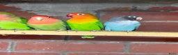 Mixed Breed birds for sale: Different birds for sale  - Advert 3