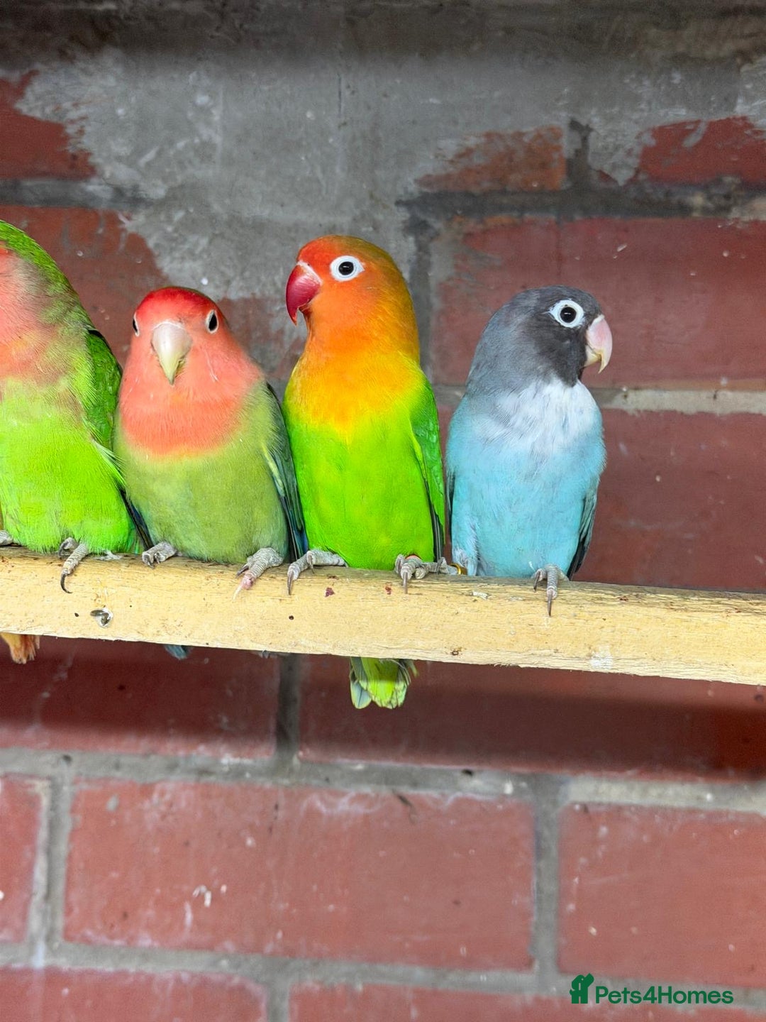 Mixed Breed birds for sale: Different birds for sale  - Advert 3