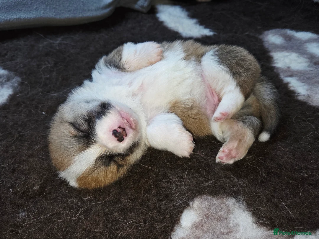 Welsh Corgi Pembroke dogs for sale: Stunning KC Registered Girl Dove Available.  - Advert 28