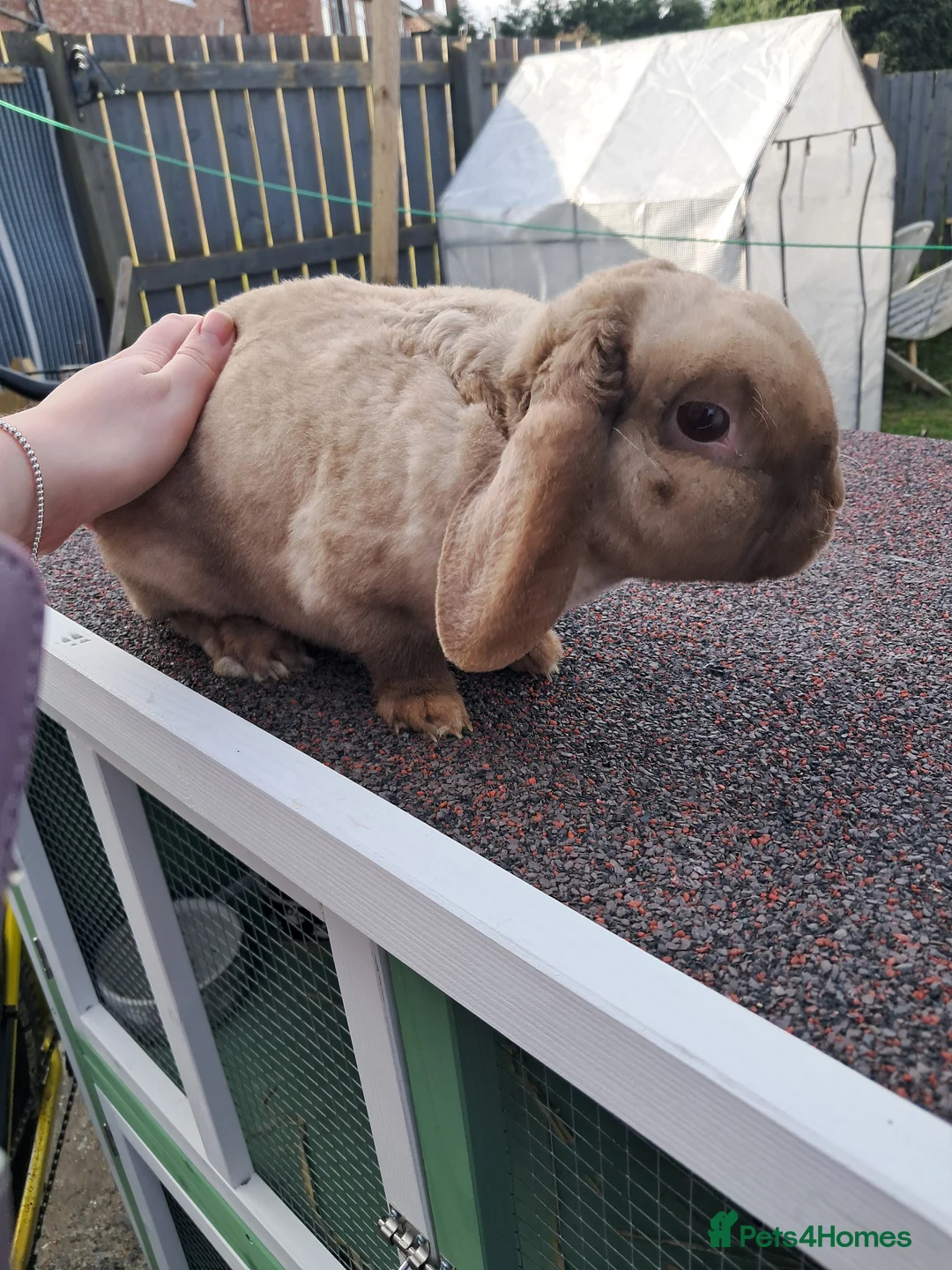 Mixed Breed rabbits for sale: Plush mini lop doe - Advert 1