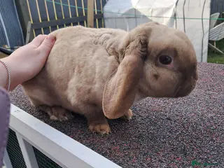 Mixed Breed rabbits Plush mini lop doe - Advert 1