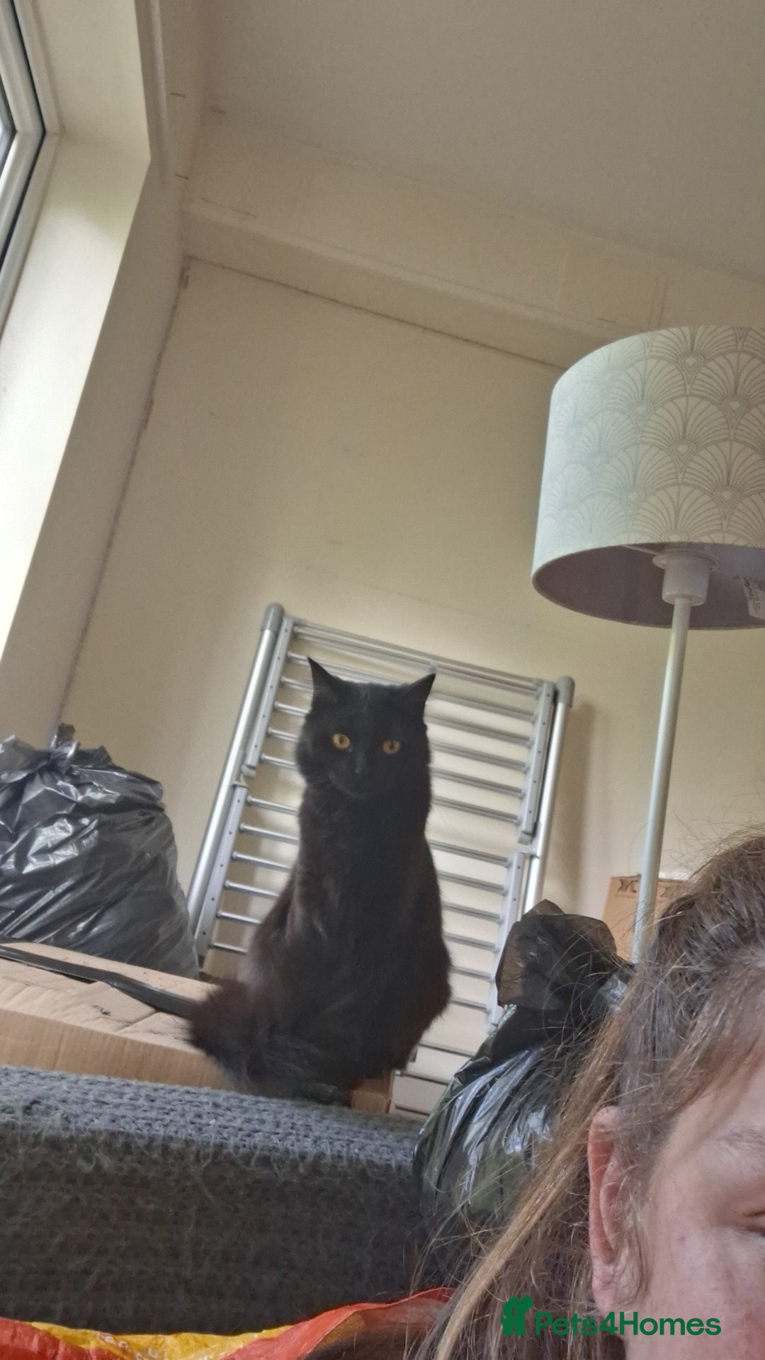Mixed Breed cats for sale: One male and one female cat - Image 5